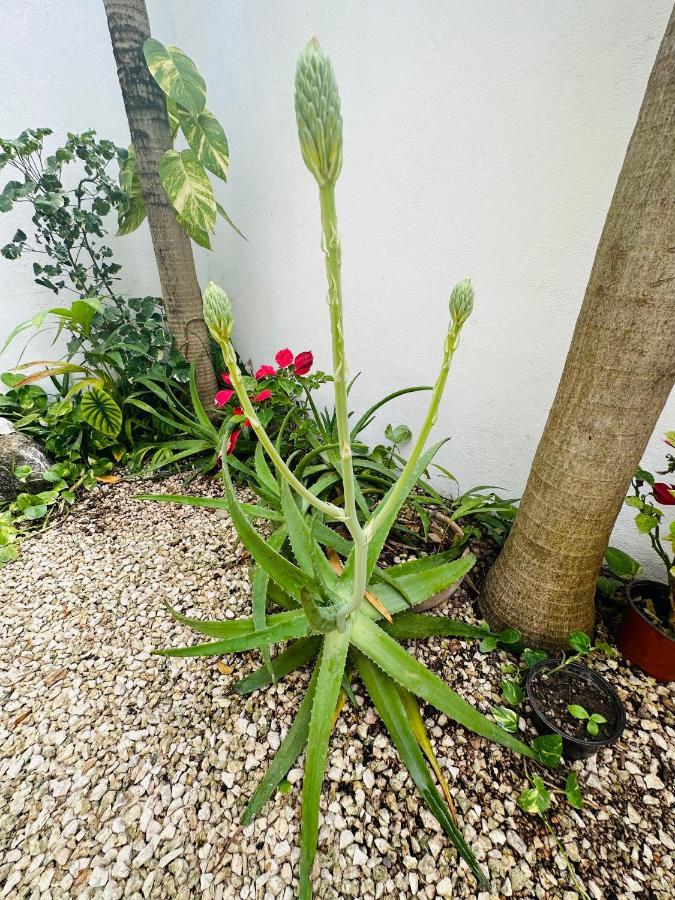 Hotel Nicte Ha Tulum Ngoại thất bức ảnh